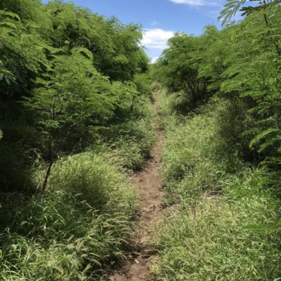 ケモノ道もあります。